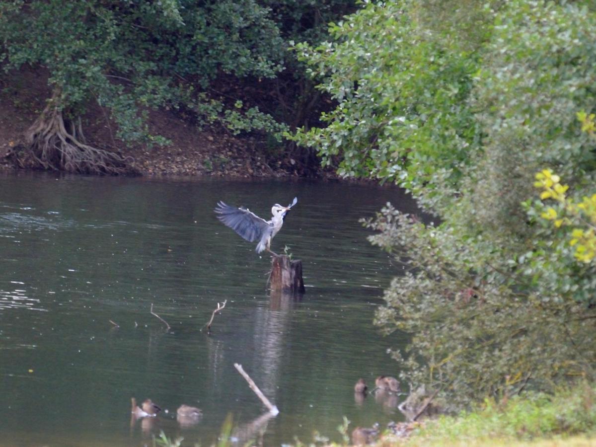 Willa Les Cygnes Au Bord Du Loing Montigny-sur-Loing Zewnętrze zdjęcie
