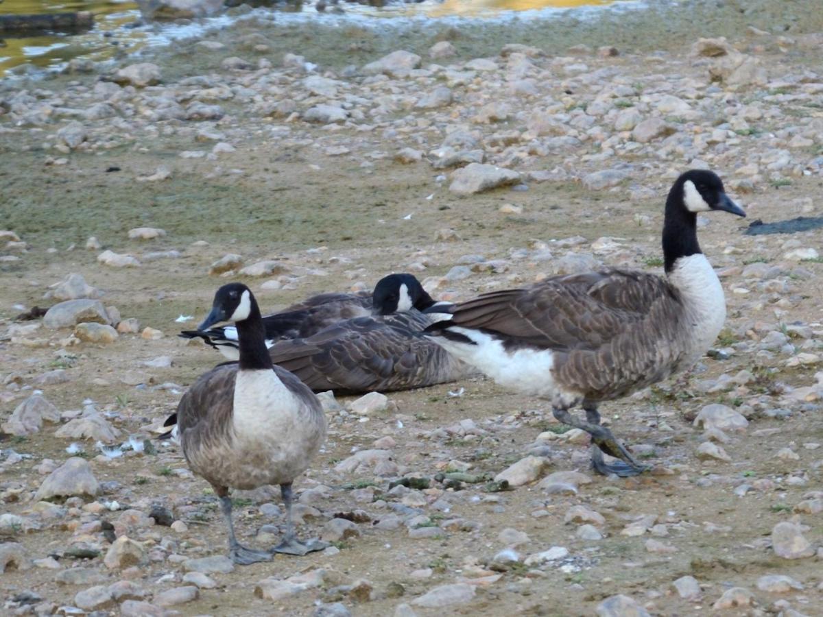 Willa Les Cygnes Au Bord Du Loing Montigny-sur-Loing Zewnętrze zdjęcie