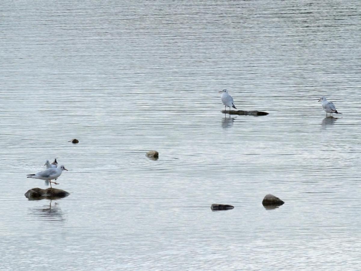 Willa Les Cygnes Au Bord Du Loing Montigny-sur-Loing Zewnętrze zdjęcie